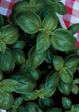 12 - Basil Classic Basilico Italiko NON-GMO D.O.P.