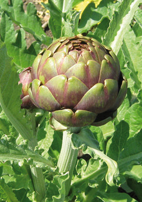 36 - Artichoke Carciofo Romanesco NON-GMO