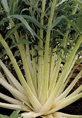 55 - Cardoon Cardo Bianco Avorio NON-GMO