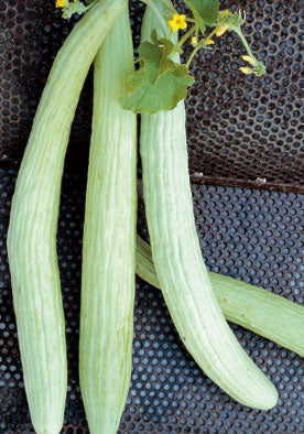 100 - Cucumber Long Cetriolo Melone Tortarello NON-GMO