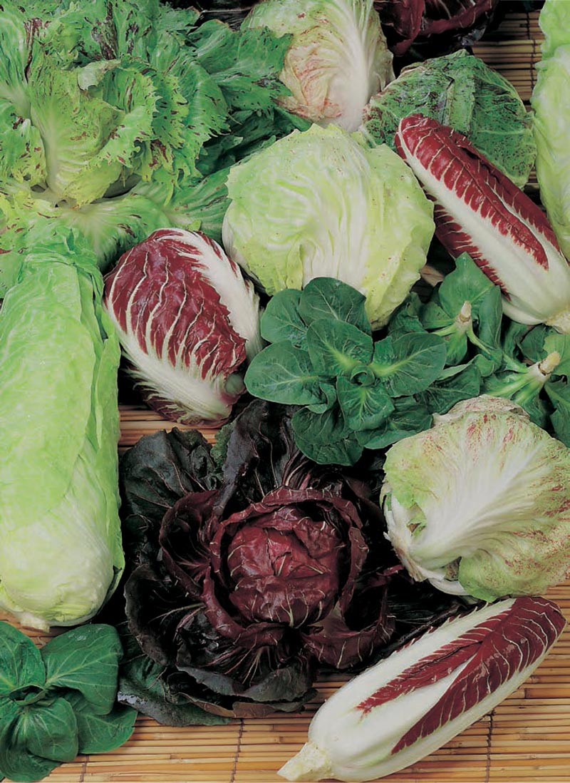 114 - Radicchio Chicory -Mixed Miscuglio Di Cicorie E Radicchi NON-GMO