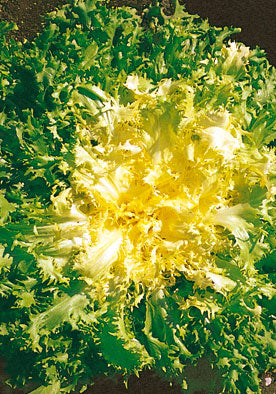178 - Frisee Escarole Riccia Salad King NON-GMO