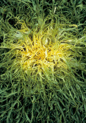 184 - Frisee Escarole Endive Riccia Capillina NON-GMO