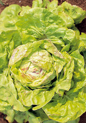 204 - Boston Lettuce