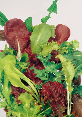 230 - Mesclun Mixed Cutting Lettuce Misticanza NON-GMO