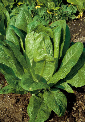 236 - Romaine Lettuce Lattuga Romana Bionda Degli Ortolani NON-GMO