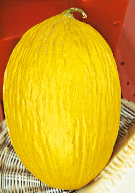 260 - Canary Melon Melone Rugoso Di Cosenza NON-GMO