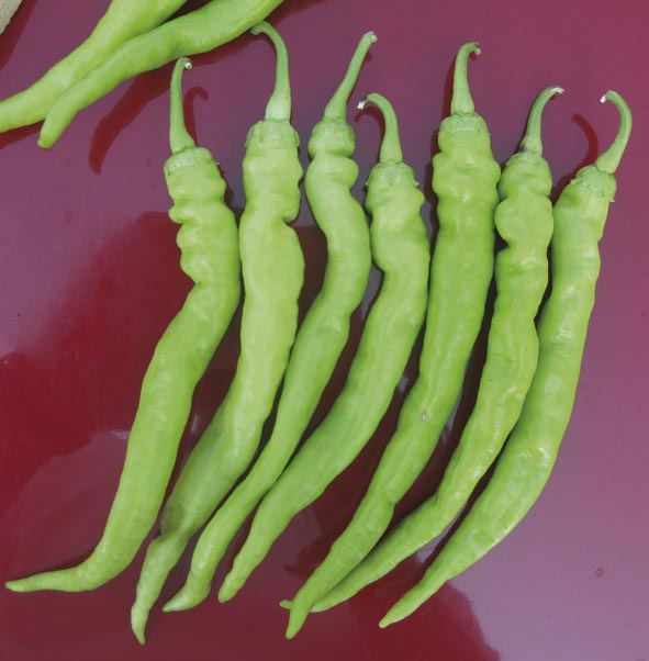 278 - Sigaretta Biondo O' Lombardo Peppers Green Peperone NON-GMO