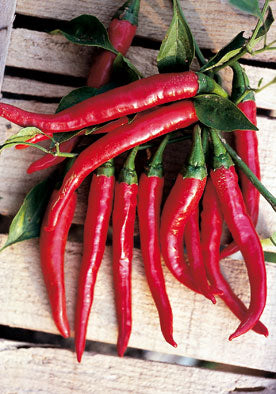 284 - Cayenne Pepper Peperone Di Cayenna NON-GMO