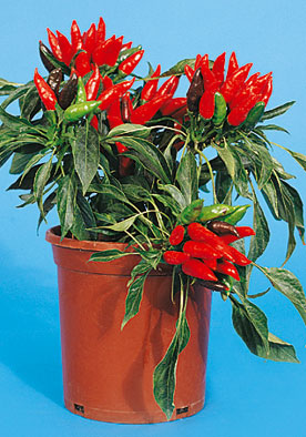 TM287 - Small Spicy Red Peppers Peperone Dattero 99% Germination NON-GMO