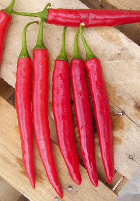 TM292- Spadella Calabrese Pepper Hybrid F1 99% Germination NON-GMO