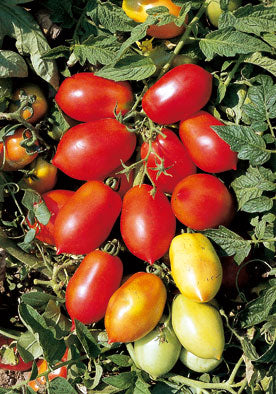 TM323 - Chico Rosso Hybrid F1 Pomodoro 99% Germination NON-GMO