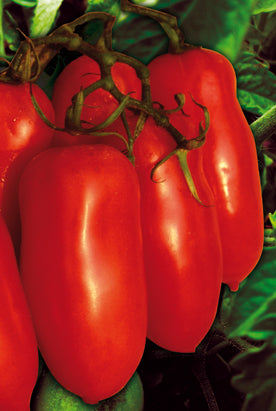 TM308 - Bengala F1 (San Marzano Hybrid) 99% Germination NON-GMO