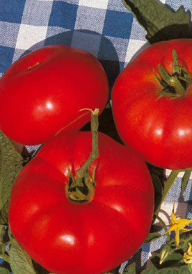 316 - Marmande Tomato Pomodoro Heirloom (INDETERM) NON-GMO