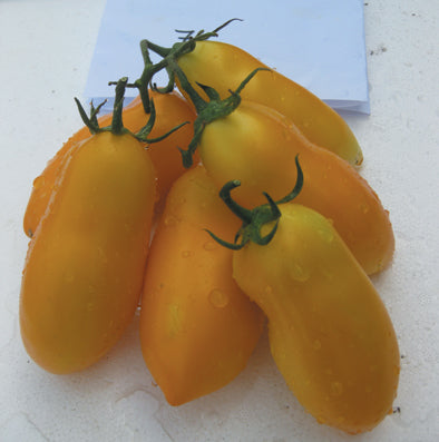 TM317 - Solania F1 99% Germination NON-GMO