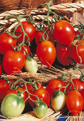 322 - Piennolo Del Vesuvio Principe Borghese Pomodoro Heirloom (INDETERM) NON-GMO