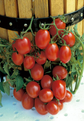 326 - Grape Tomato Pomodoro Crovarese® Heirloom (INDETERM) NON-GMO