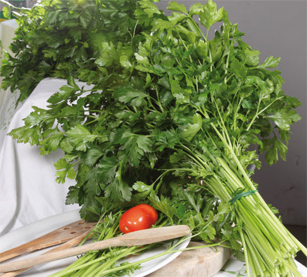 342 - Giant Parsley Prezzemolo Gigante NON-GMO