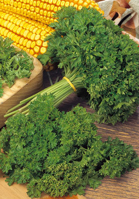 343 - Curly Parsley Prezzemolo Riccio Muschiato NON-GMO