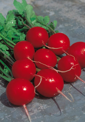 356 - Radish Ravanello Ciliegi Sel. Cardinale NON-GMO