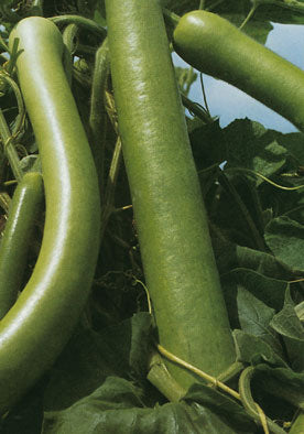 380 - Sicilian Squash Cucuzza Zucca Lunga Da Pergola NON-GMO
