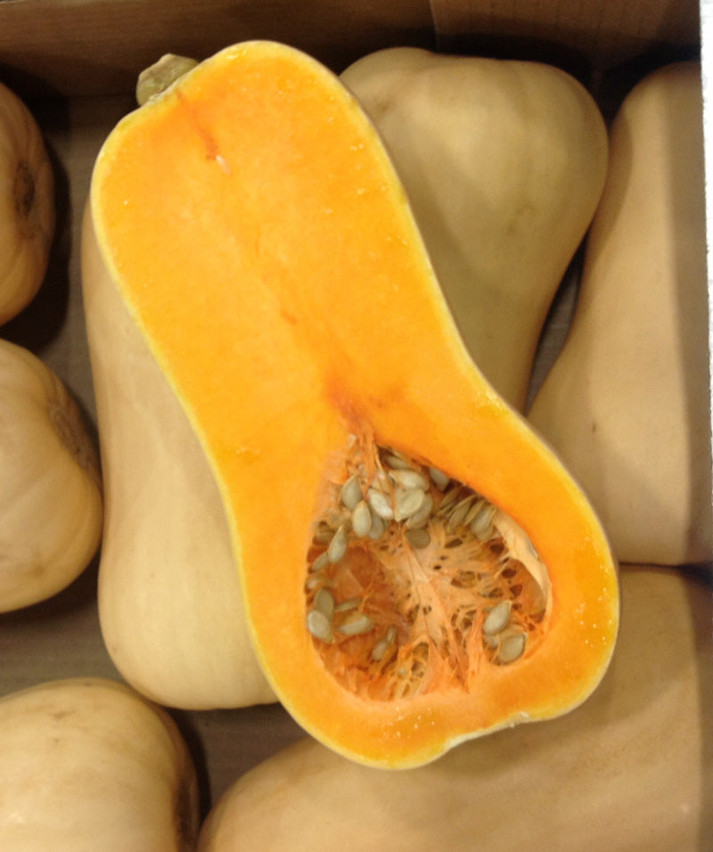 381M - Zucca Charango Butternut Squash NON-GMO