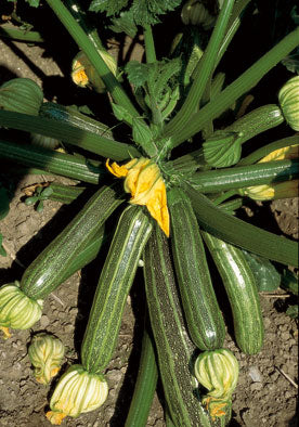 382 - San Pasquale Squash Zucchini NON-GMO