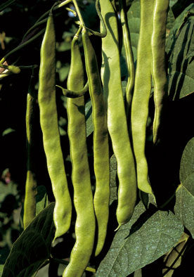 FAG387 - Super Marconi Pole Beans Fagiolo Rampicante Marconi a Grano Bianco NON-GMO