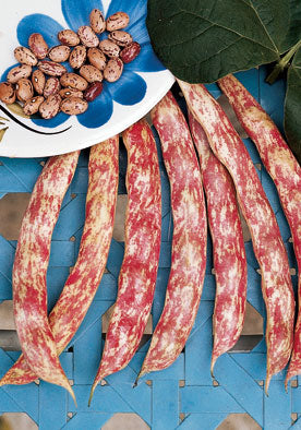 FAG396 - Borlotto Lingua Pole Bean Fagiolo Rampicante di Fuoco 2 NON-GMO