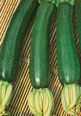 TM397 -President F1 Zucca Squash 99% Germination NON-GMO
