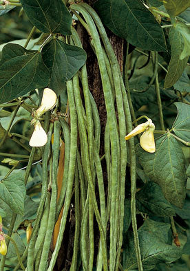 FAG402TM - Yardlong French String Pole Beans Fagiolo Rampicante Metro