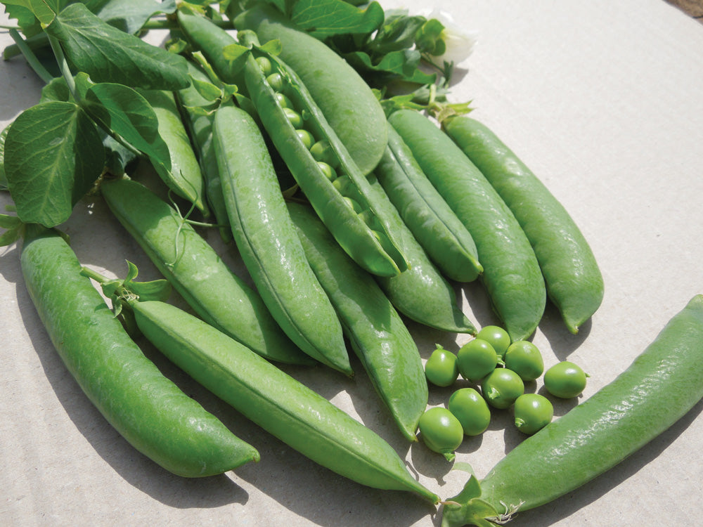 PIS411TM Pole Peas Pisello Mezza Rama NON-GMO