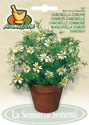 662 - Chamomile Camomilla Comune NON-GMO