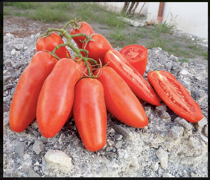 TM100 - Cento per Cento F1 (San Marzano Hybrid) Tomato Pomodoro 99% Germination NON-GMO