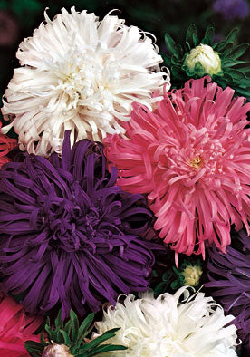 FL506 - Aster Mixed Astro Piuma Di Struzzo