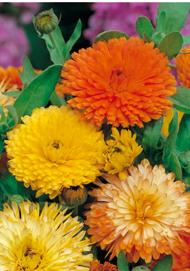 FL518 - Marigold Mix Calendula Gigante Doppia Pacific in Miscuglio
