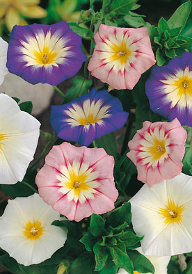 FL530 - Wild Morning Glory Mix Convolvolo O Bella Di Giorno In Miscuglio