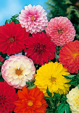 FL534 - Dahlia Mix Doppia in Miscuglio