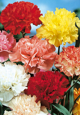 FL546 - Carnation Mix Garofano Chabaud Doppio In Miscuglio