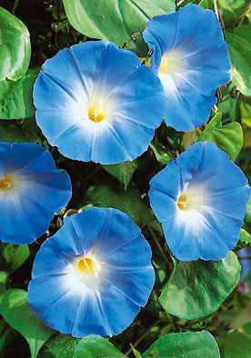 FL566 - Morning Glory Blue Ipomea Rubro-Carulela Blue