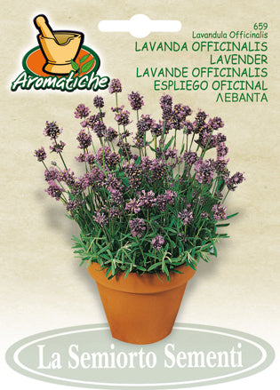659 - Lavendar Lavanda Officinalis NON-GMO