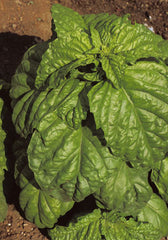 18 - Basil - Crinkly Basilico Valentino Large Leaf NON-GMO