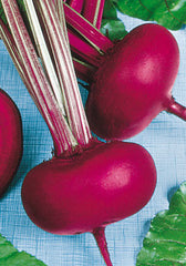 24 - Beets - Bietola Da Orto Egito NON-GMO