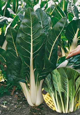 30 - Swiss Chard Smooth Betina Di Sarno NON-GMO