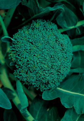 60- Broccoli Calabrese Cavolo Broccolo Ramoso NON-GMO