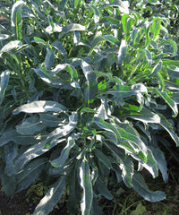 67 - Broccoli Spigariello Liscia Minestra Nera NON-GMO
