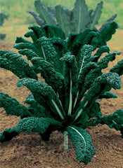69 - Tuscan Curly Kale Cavolo Nero Di Tuscana NON-GMO