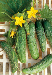 90 - Cucumber Kirby Cetriolino Piccolo Verde Di Parigi NON-GMO