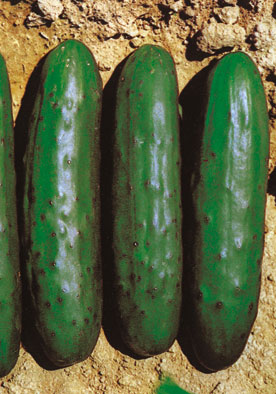 92 - Cucumber Cetriolo Marketer Marketmore NON-GMO