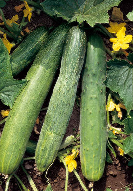 96 - Chinese Cucumber Cetriolo Slangen NON-GMO